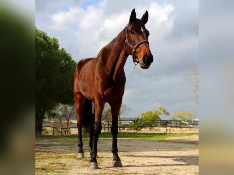 Spanisches Sportpferd Wallach 6 Jahre 172 cm Brauner in Caceres