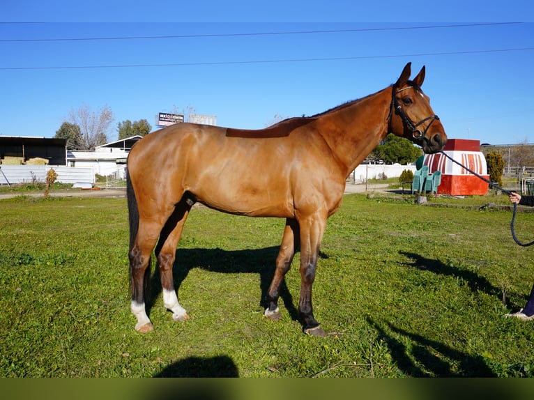 Spanisches Sportpferd Wallach 6 Jahre 174 cm Brauner in Alcorcon