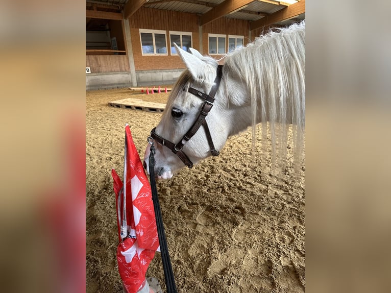 Spanisches Sportpferd Mix Wallach 7 Jahre 162 cm Schimmel in Duchtlingen  Hilzingen