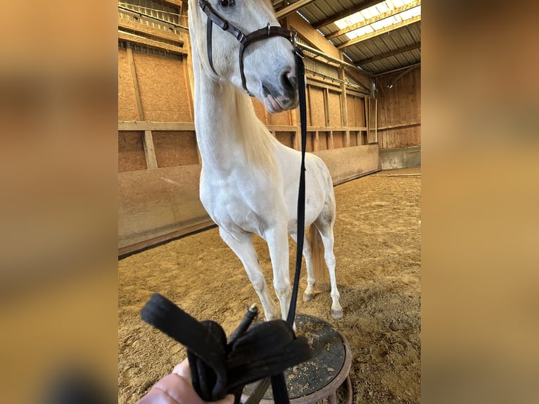 Spanisches Sportpferd Mix Wallach 7 Jahre 162 cm Schimmel in Duchtlingen  Hilzingen