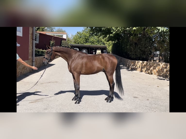 Spanisches Sportpferd Wallach 7 Jahre 163 cm Brauner in Albacete