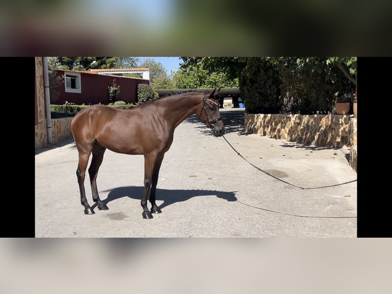 Spanisches Sportpferd Wallach 7 Jahre 163 cm Brauner in Albacete