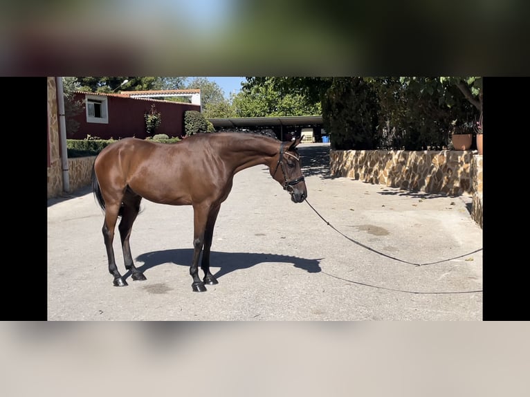 Spanisches Sportpferd Wallach 7 Jahre 163 cm Brauner in Albacete