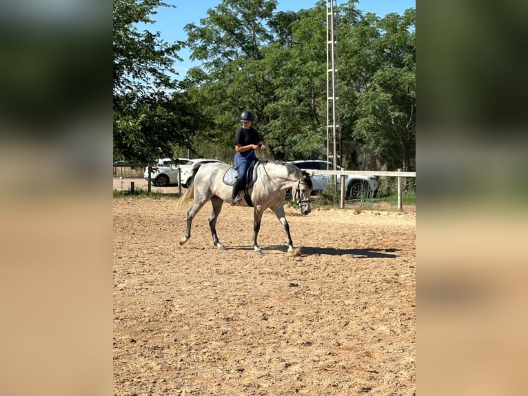 Spanisches Sportpferd Wallach 7 Jahre 163 cm Schimmel in Montecolorado (Urbanizacion)