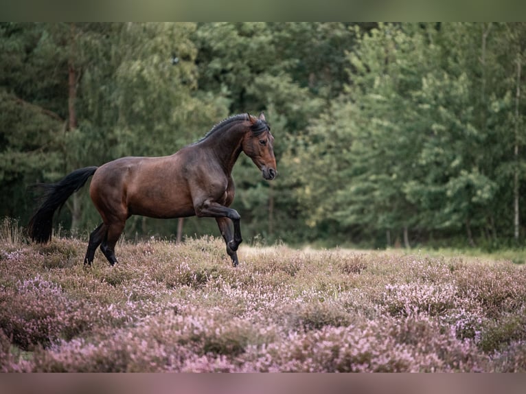 Spanisches Sportpferd Wallach 7 Jahre 165 cm Brauner in Riesenbeck