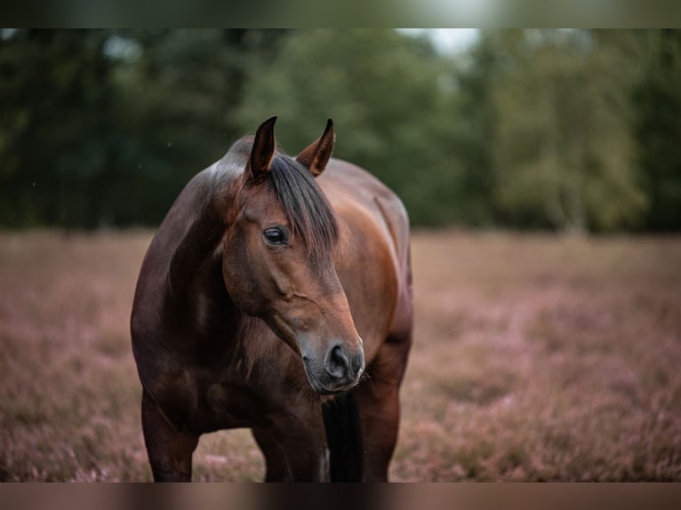 Spanisches Sportpferd Wallach 7 Jahre 165 cm Brauner in Riesenbeck