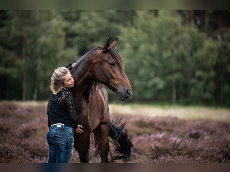 Spanisches Sportpferd Wallach 7 Jahre 165 cm Brauner in Riesenbeck