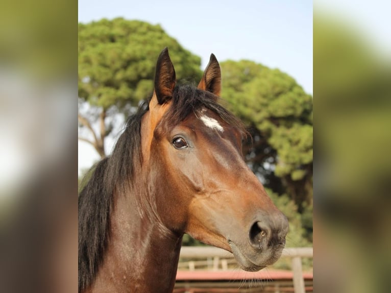 Spanisches Sportpferd Wallach 7 Jahre 165 cm Dunkelbrauner in Barcelona
