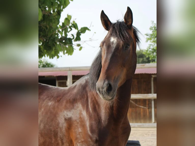 Spanisches Sportpferd Wallach 7 Jahre 165 cm Dunkelbrauner in Barcelona