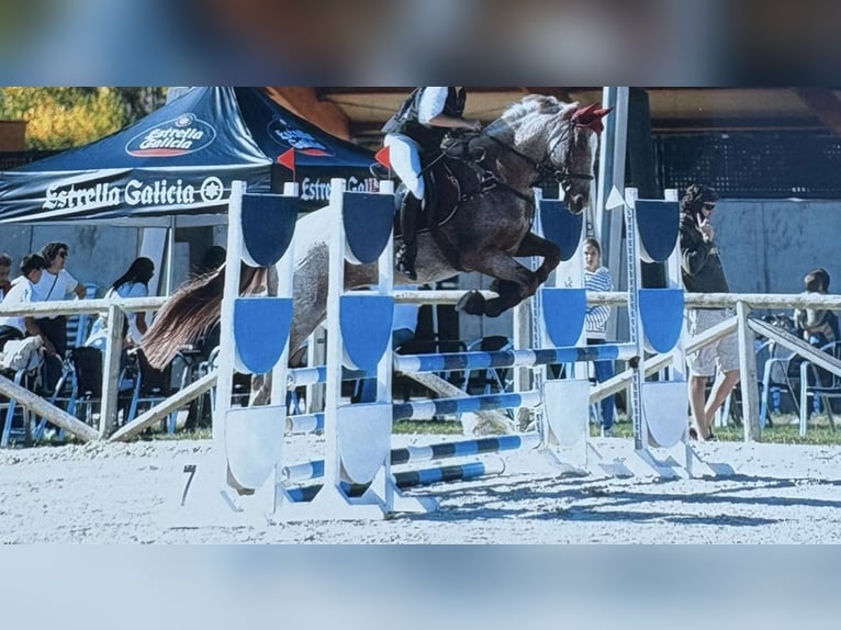 Spanisches Sportpferd Wallach 7 Jahre 165 cm Roan-Red in Valladolid