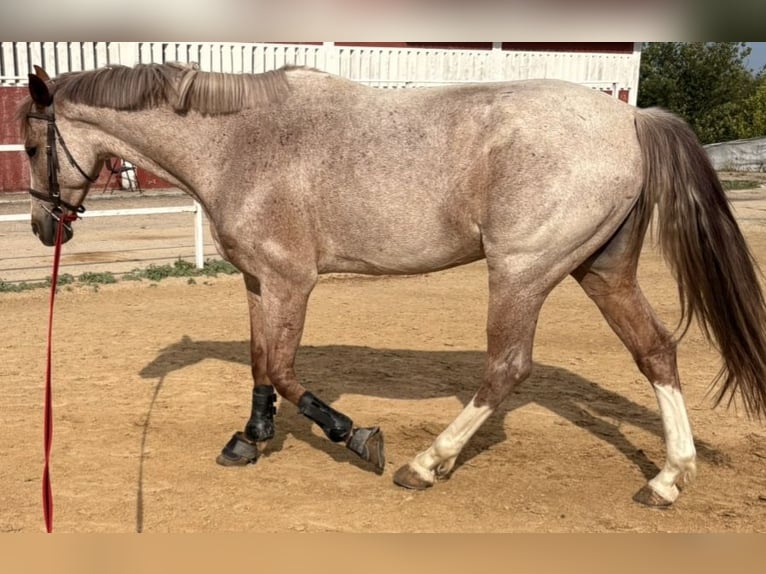 Spanisches Sportpferd Wallach 7 Jahre 165 cm Roan-Red in Valladolid
