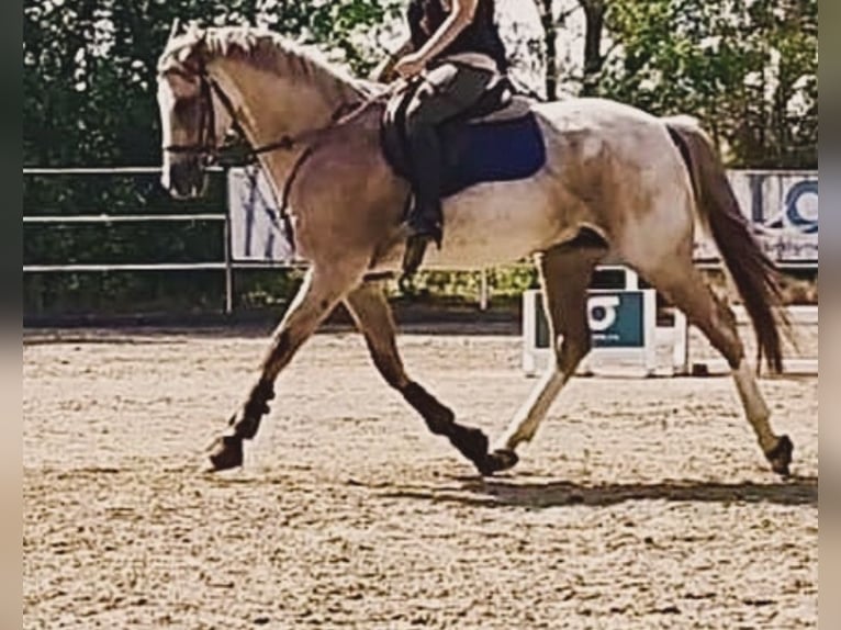 Spanisches Sportpferd Wallach 7 Jahre 165 cm Roan-Red in Valladolid