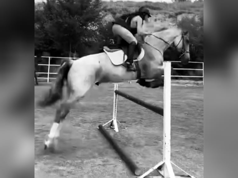 Spanisches Sportpferd Wallach 7 Jahre 165 cm Roan-Red in Valladolid
