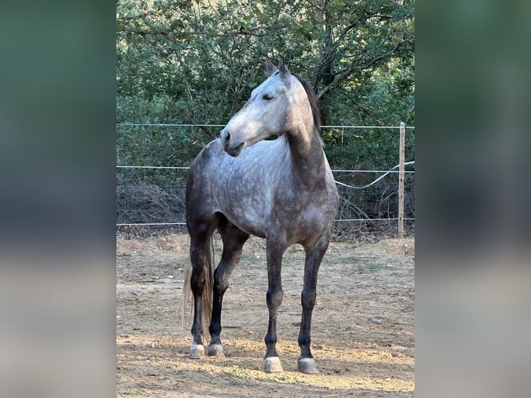 Spanisches Sportpferd Wallach 7 Jahre 165 cm Schimmel in Perpignan