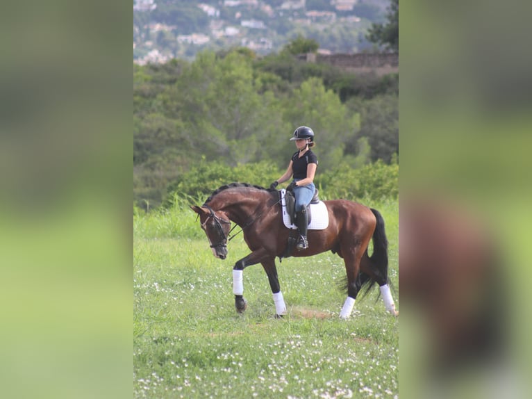 Spanisches Sportpferd Wallach 7 Jahre 170 cm Dunkelbrauner in Alicante