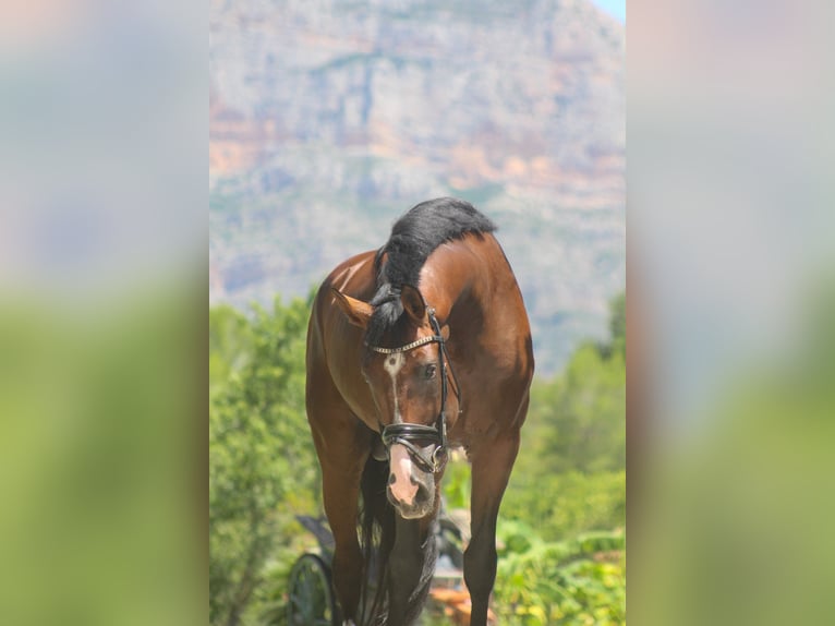 Spanisches Sportpferd Wallach 7 Jahre 170 cm Dunkelbrauner in Alicante