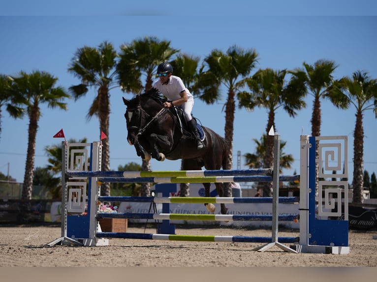 Spanisches Sportpferd Wallach 7 Jahre 170 cm Rappe in Puerto De Sagunto