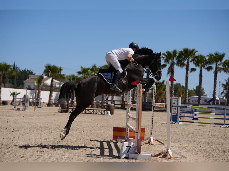 Spanisches Sportpferd Wallach 7 Jahre 170 cm Rappe in Puerto De Sagunto