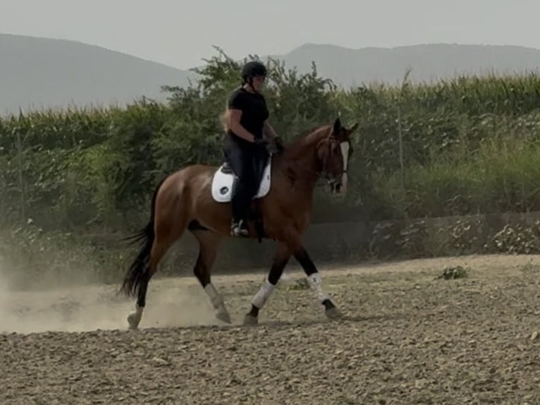 Spanisches Sportpferd Wallach 7 Jahre 172 cm Rotbrauner in Coín, Malaga