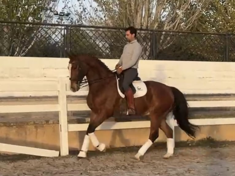 Spanisches Sportpferd Wallach 7 Jahre 172 cm Rotbrauner in Coín, Malaga