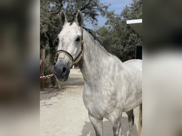 Spanisches Sportpferd Wallach 7 Jahre 173 cm Schimmel in Prado Del Rey
