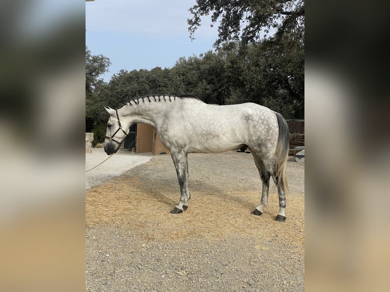 Spanisches Sportpferd Wallach 7 Jahre 173 cm Schimmel in Prado Del Rey