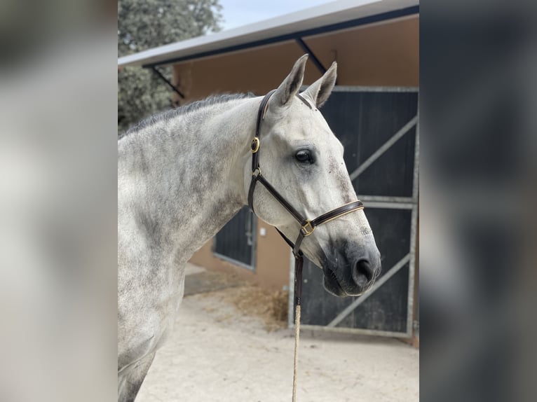 Spanisches Sportpferd Wallach 7 Jahre 173 cm Schimmel in Prado Del Rey