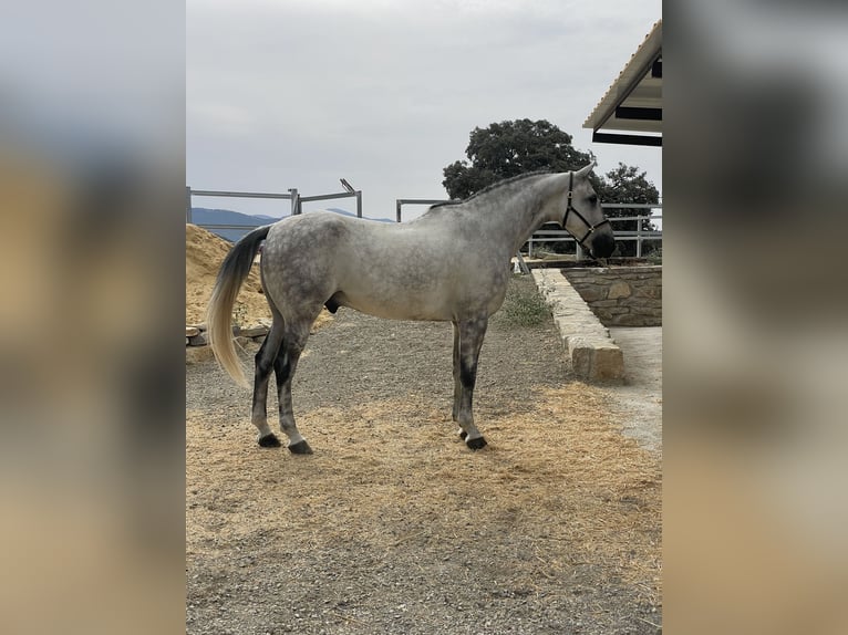 Spanisches Sportpferd Wallach 7 Jahre 173 cm Schimmel in Prado Del Rey