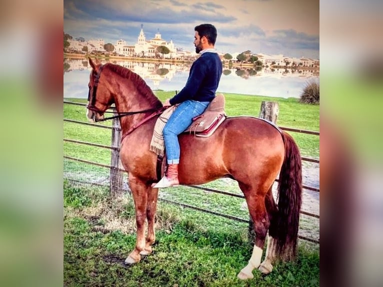 Spanisches Sportpferd Wallach 7 Jahre 175 cm Fuchs in Sevilla