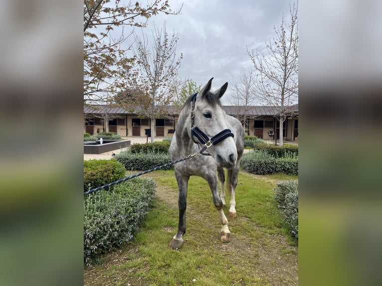 Spanisches Sportpferd Wallach 7 Jahre 176 cm Dunkelfuchs in San Martin De La Vega