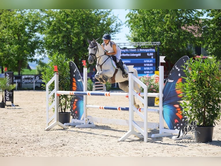 Spanisches Sportpferd Wallach 8 Jahre 148 cm Schimmel in Arnstadt