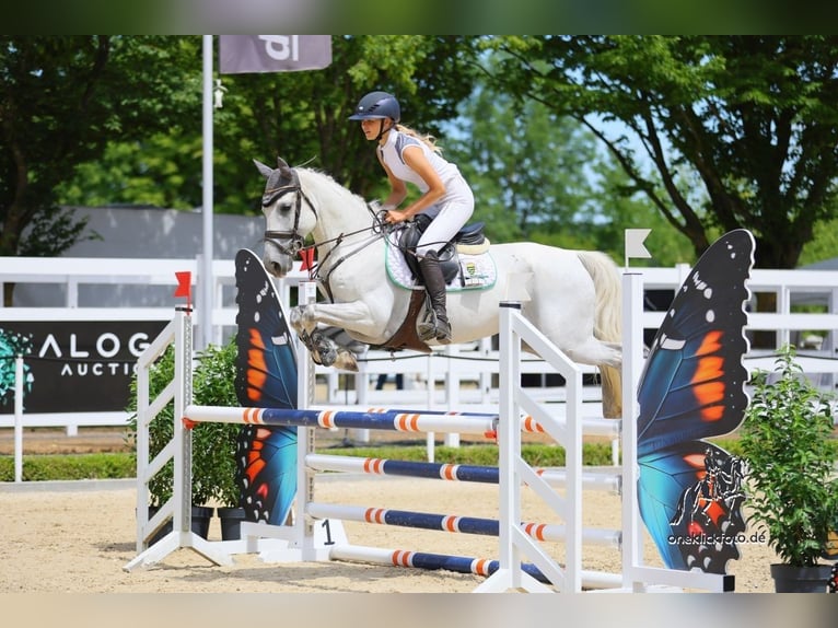 Spanisches Sportpferd Wallach 8 Jahre 148 cm Schimmel in Arnstadt