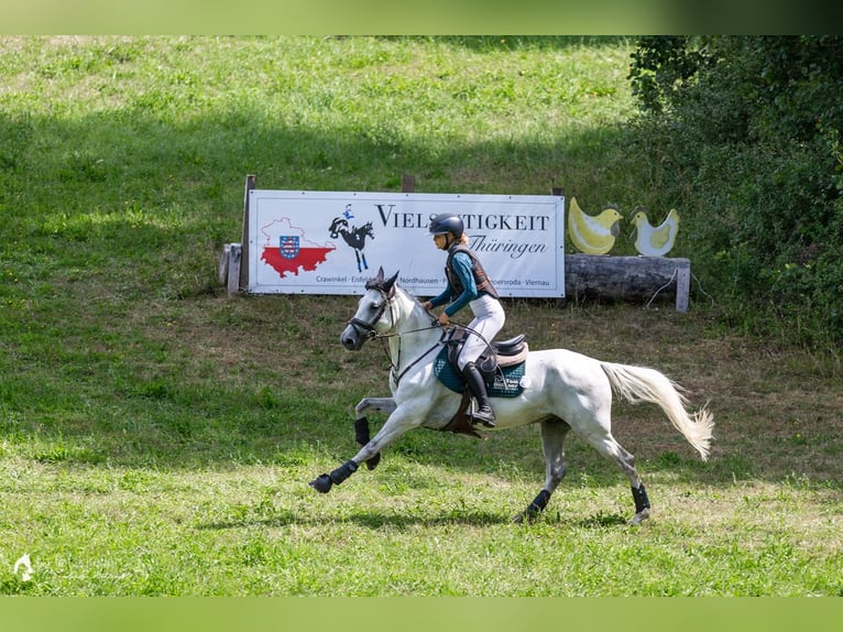 Spanisches Sportpferd Wallach 8 Jahre 148 cm Schimmel in Arnstadt