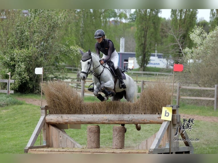 Spanisches Sportpferd Wallach 8 Jahre 148 cm Schimmel in Arnstadt