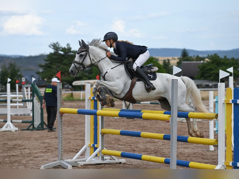 Spanisches Sportpferd Wallach 8 Jahre 148 cm Schimmel in Arnstadt