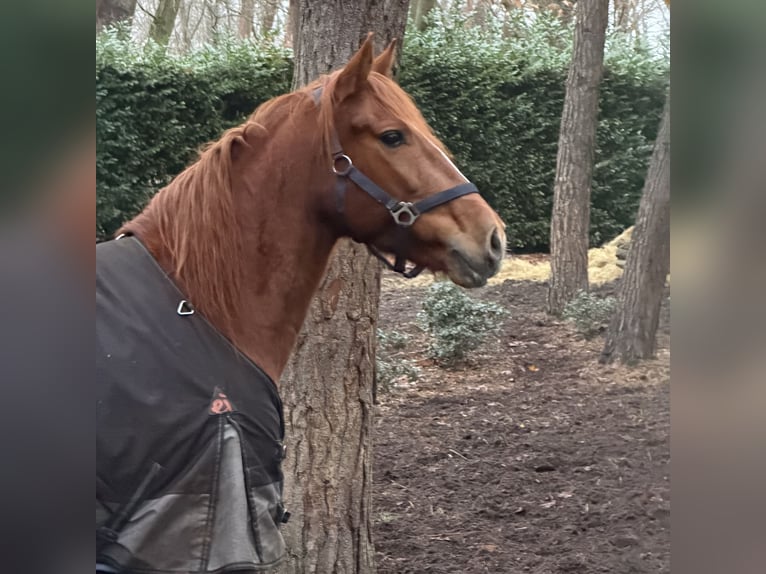 Spanisches Sportpferd Wallach 8 Jahre 150 cm Fuchs in Bergen op Zoom