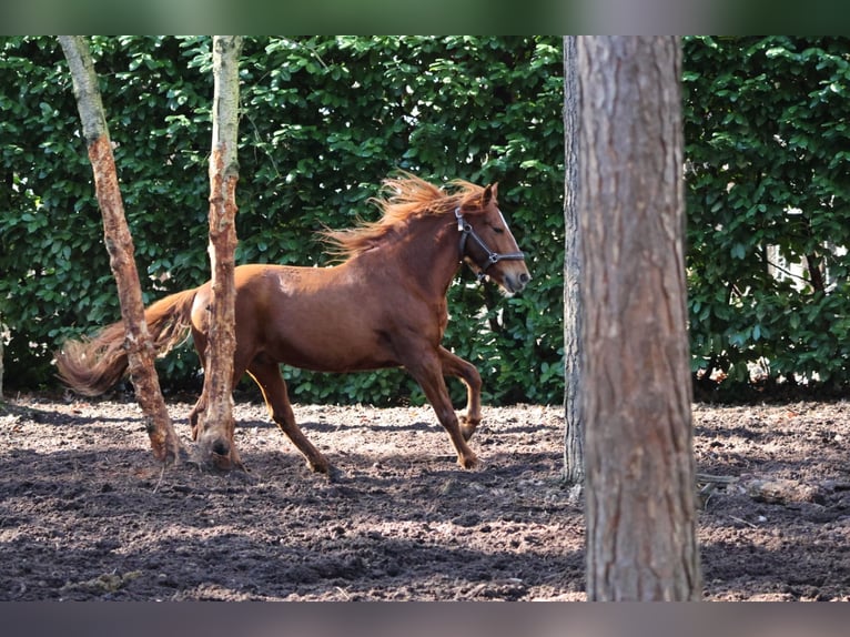 Spanisches Sportpferd Wallach 8 Jahre 150 cm Fuchs in Bergen op Zoom