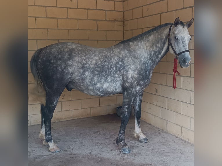 Spanisches Sportpferd Wallach 8 Jahre 156 cm Apfelschimmel in Alegria-Dulantzi