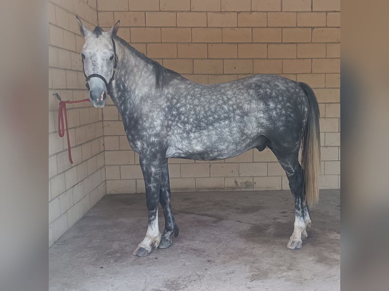 Spanisches Sportpferd Wallach 8 Jahre 156 cm Apfelschimmel in Alegria-Dulantzi