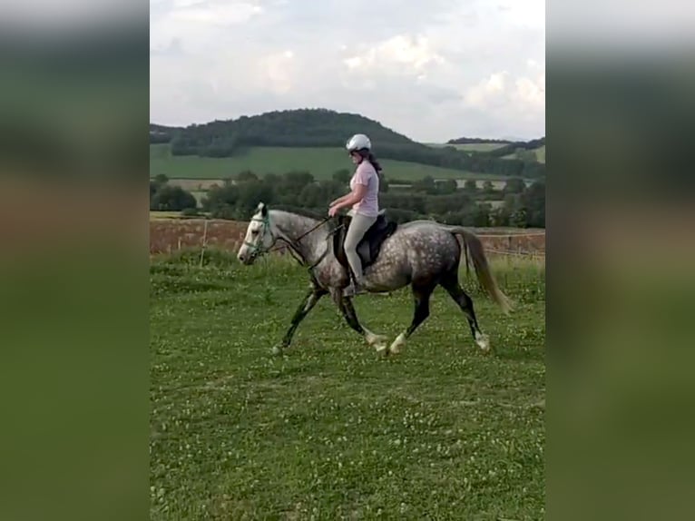 Spanisches Sportpferd Wallach 8 Jahre 156 cm Apfelschimmel in Alegria-Dulantzi