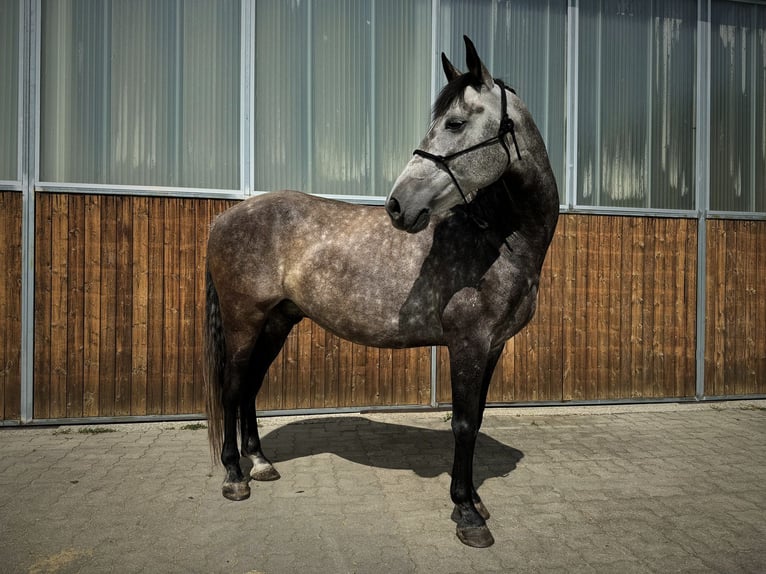 Spanisches Sportpferd Mix Wallach 8 Jahre 158 cm Apfelschimmel in Dürnberg