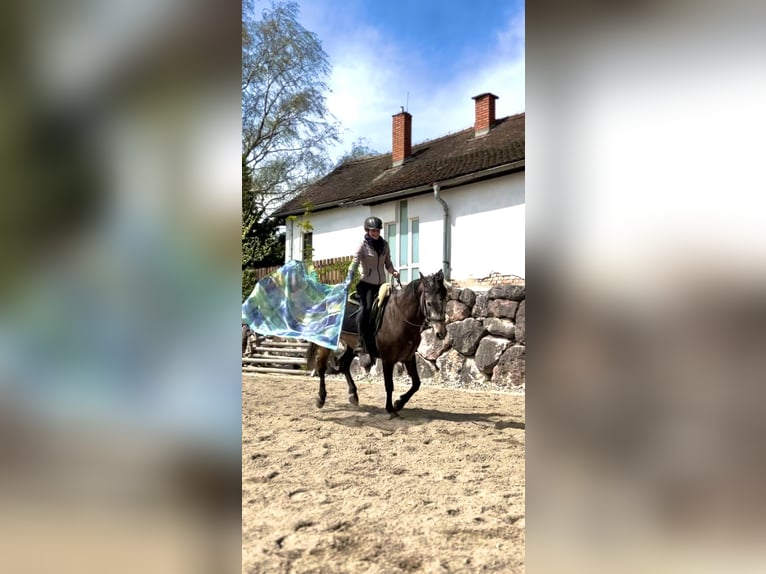 Spanisches Sportpferd Mix Wallach 8 Jahre 158 cm Apfelschimmel in Dürnberg