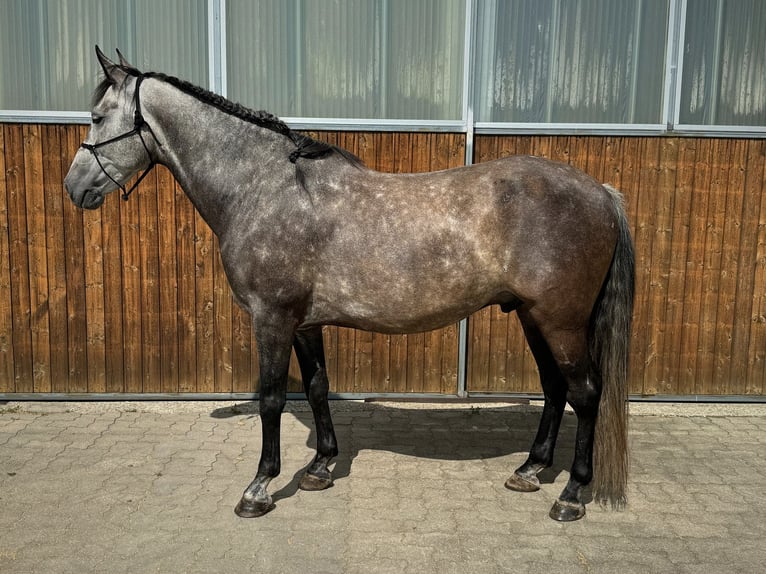 Spanisches Sportpferd Mix Wallach 8 Jahre 158 cm Apfelschimmel in Dürnberg