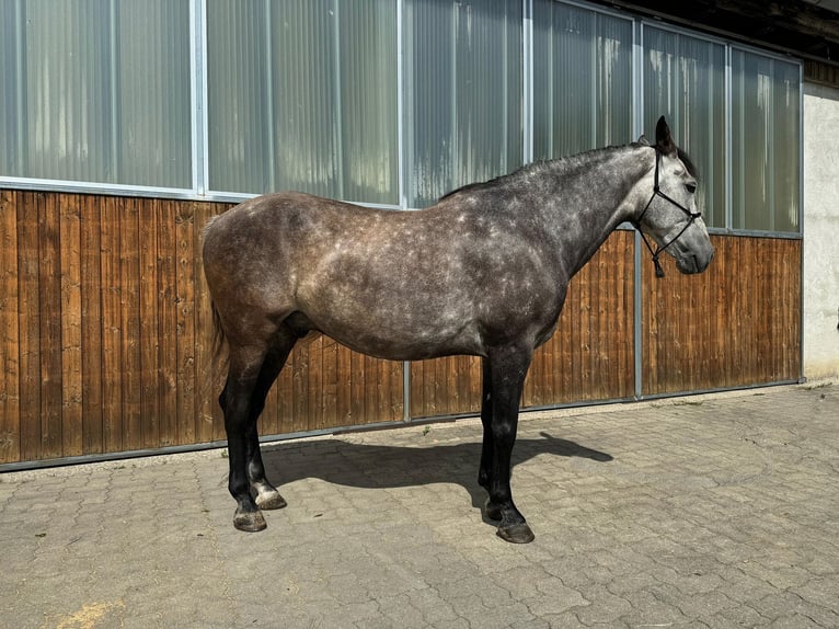 Spanisches Sportpferd Mix Wallach 8 Jahre 158 cm Apfelschimmel in Dürnberg