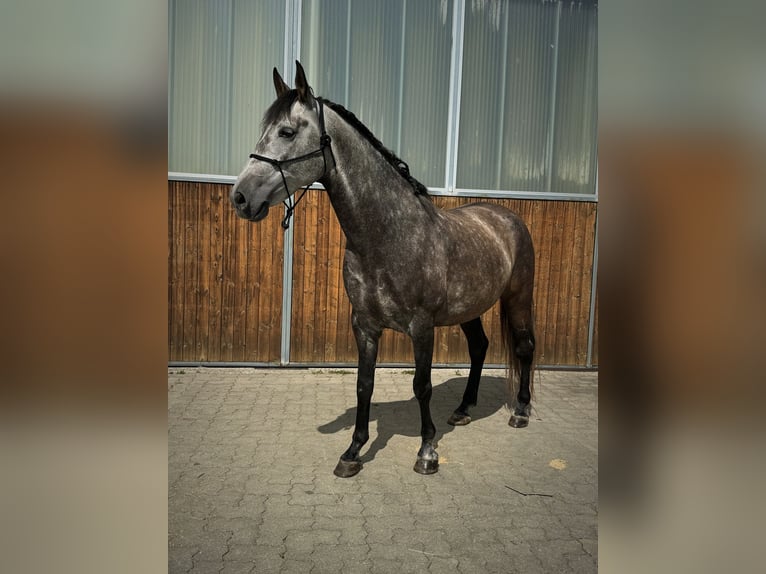 Spanisches Sportpferd Mix Wallach 8 Jahre 158 cm Apfelschimmel in Dürnberg
