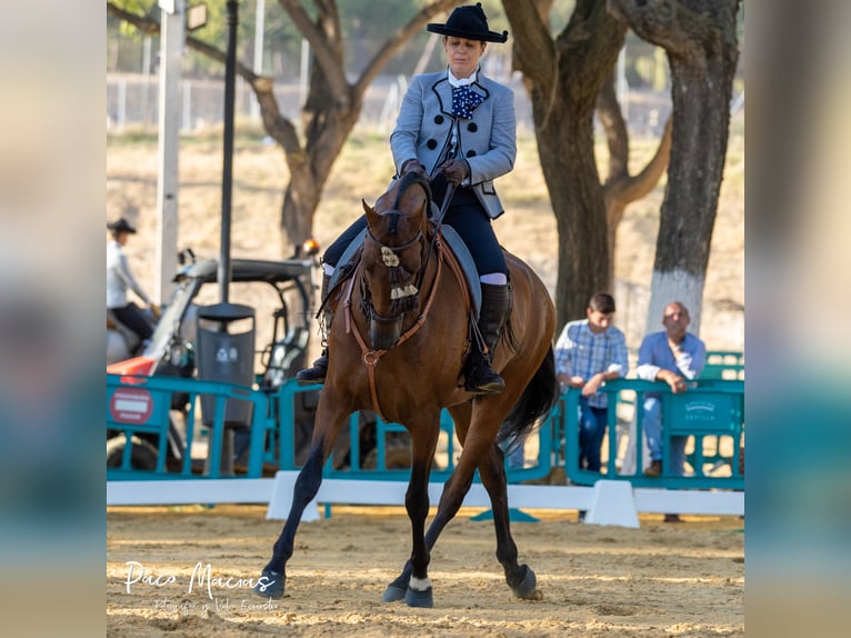 Spanisches Sportpferd Wallach 8 Jahre 160 cm Brauner in Pozoblanco