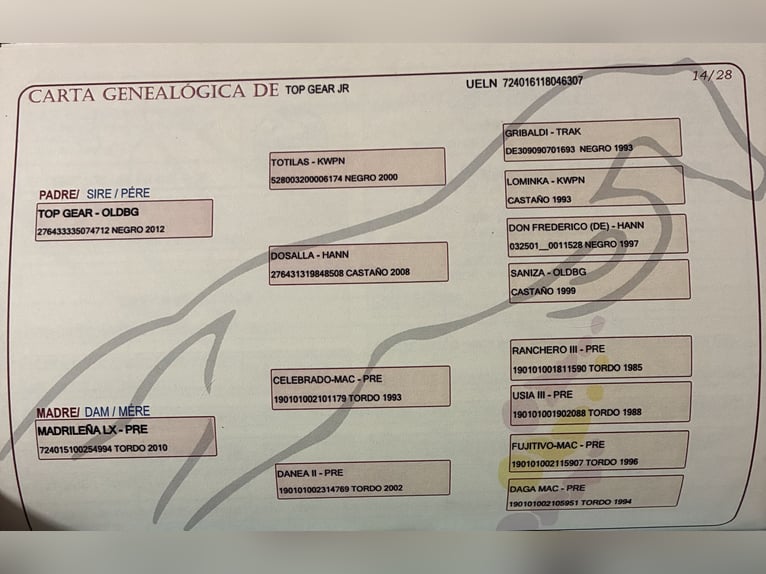 Spanisches Sportpferd Wallach 8 Jahre 160 cm Schimmel in Torrijos