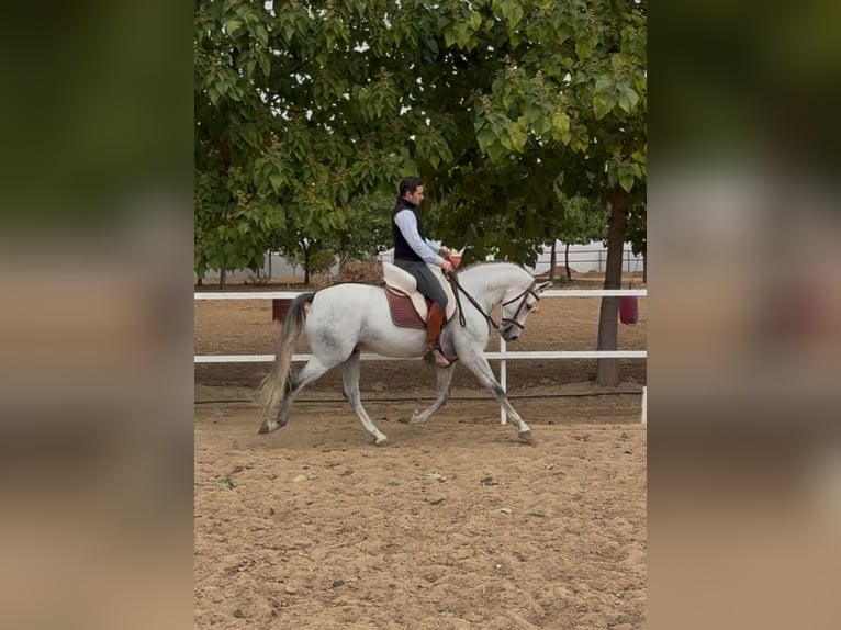 Spanisches Sportpferd Wallach 8 Jahre 160 cm Schimmel in Torrijos