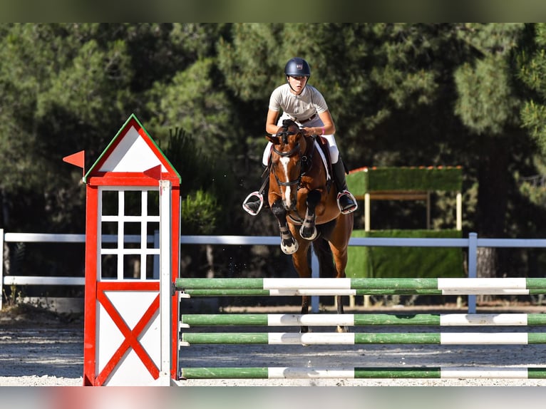 Spanisches Sportpferd Wallach 8 Jahre 161 cm Brauner in Salzhausen