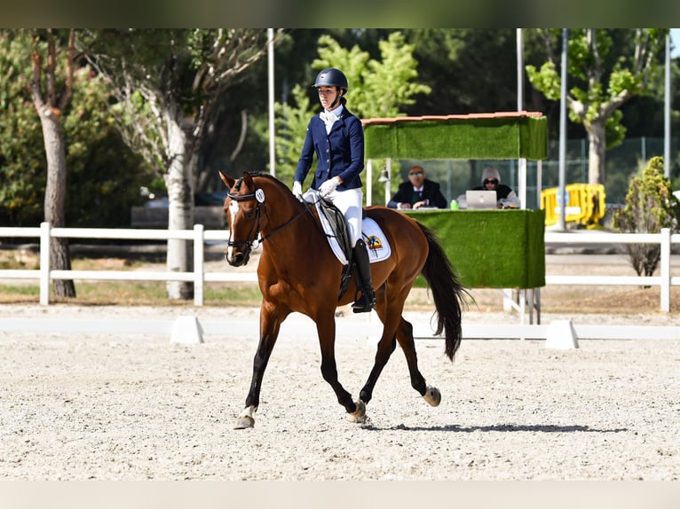 Spanisches Sportpferd Wallach 8 Jahre 161 cm Brauner in Salzhausen